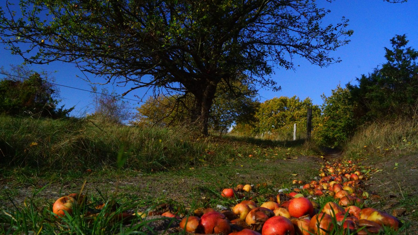 Trail through Mols Bjerge National Park with fallen apples in autumn